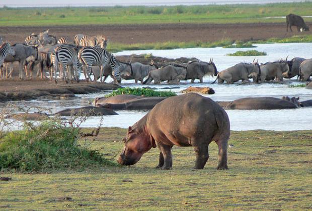 Tanzania Safari in November