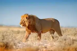 Tanzania Day Tours and Day Trips
