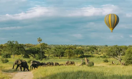Tanzania safari blog