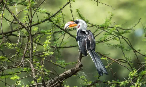 birding