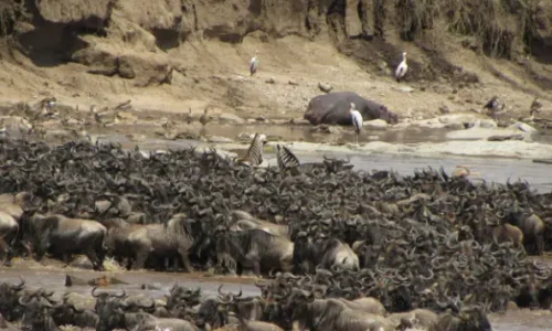 great migration