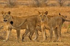 lions of Mikumi