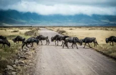 trip to tanzania for wildlife safari