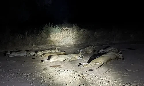 night game drive