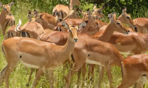 private safari