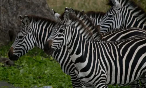 private safari