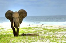 saadani national parks