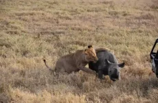 serengeti national park