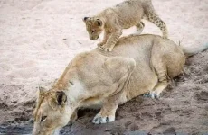 serengeti national park