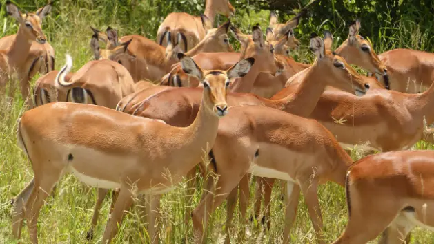 private safari